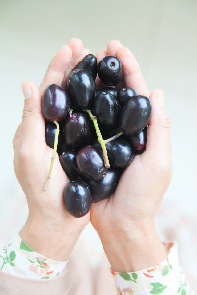 Ilustrasi buah jamblang.
 Foto: Shutterstock