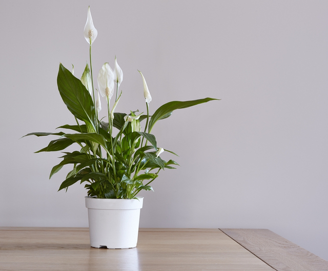 5 Tanaman Hias Berbunga Putih yang Bikin Rumah Makin Cantik saat Lebaran (5)