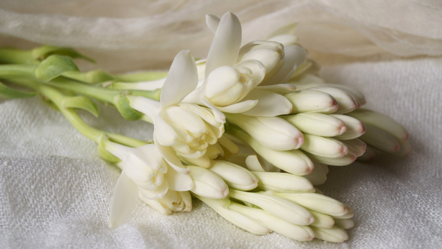 5 Tanaman Hias Berbunga Putih yang Bikin Rumah Makin Cantik saat Lebaran (3)