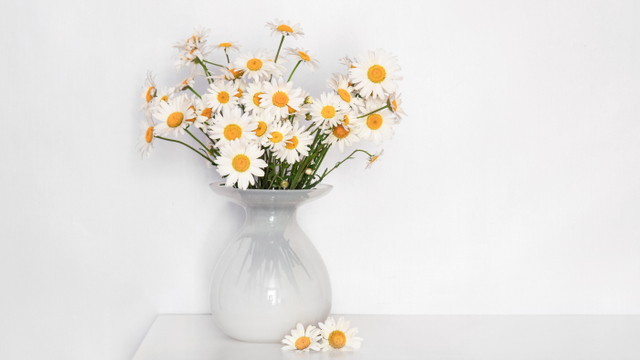 5 Tanaman Hias Berbunga Putih yang Bikin Rumah Makin Cantik saat Lebaran (6)