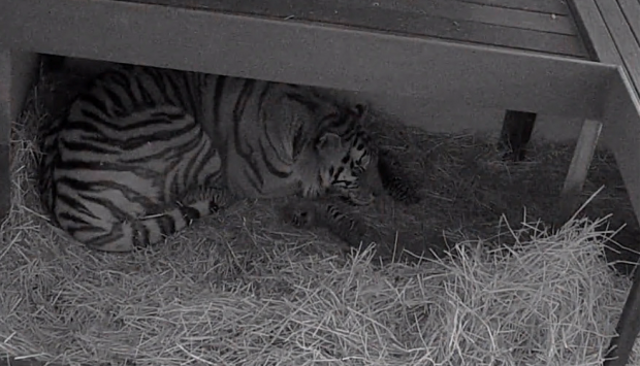 Mazy, harimau amur yang melahirkan tiga bayi.  Foto: Youtube/Toronto Zoo