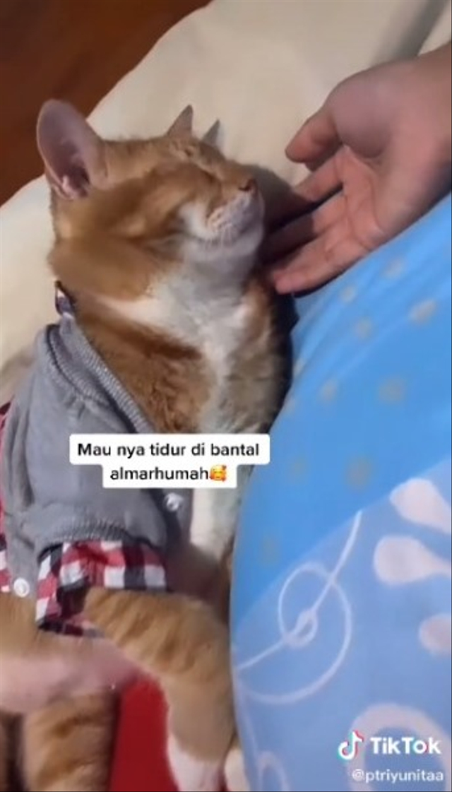 Viral momen sedih kucing oren menitikkan air mata usai pemiliknya meninggal dunia. (Foto: TikTok/@ptriyunitaa)