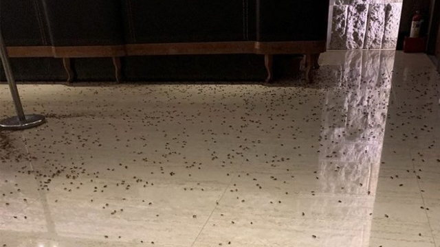 Ribuan kecoak di lobi restoran. (Foto: Oddity Central)