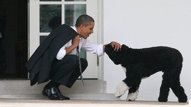 Presiden AS Barack Obama mengelus anjingnya Bo di luar Ruang Oval Gedung Putih 15 Maret 2012. Foto: Martin H. Simon/Pool/Getty Imgaes