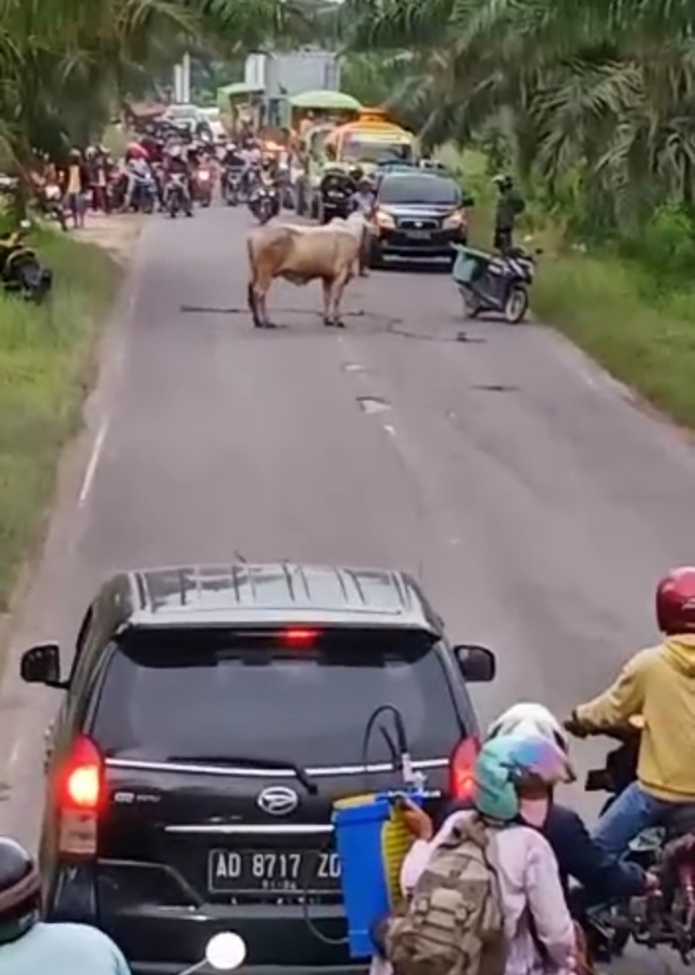 Seekor sapi saat berada di tengah jalan dan membuat puluhan pengguna jalan terhenti. (FOTO: Dokumen Ist).