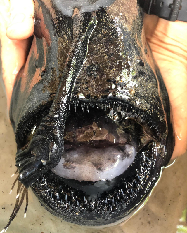 Penampakan Langka, Ikan Laut Dalam Mirip Alien Terdampar di Pantai (2)