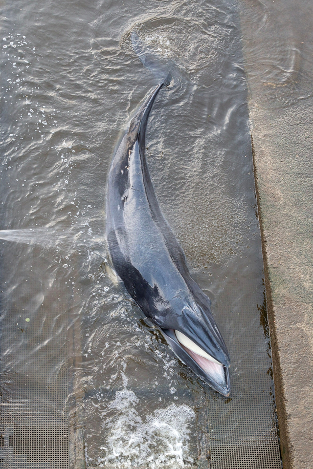 Upaya penyelamatan paus kecil yang terdampar di Sungai Thames, London, Inggris.  Foto: DAVID KORSAKS @dkfitldn / via REUTERS