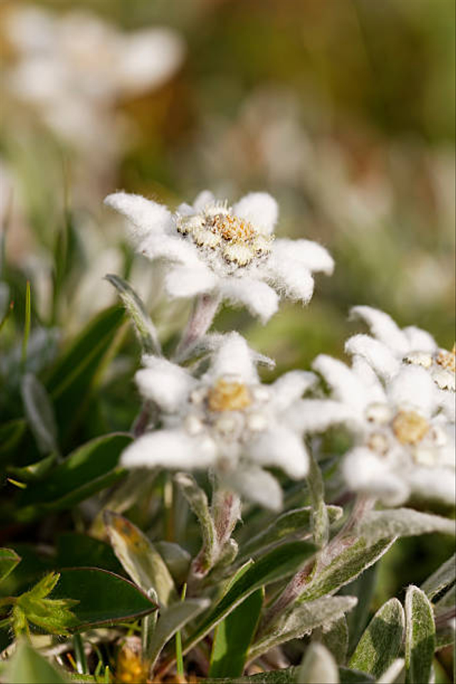 Bunga Abadi, 7 Fakta Menarik Bunga Edelweis yang Tidak Boleh Dipetik