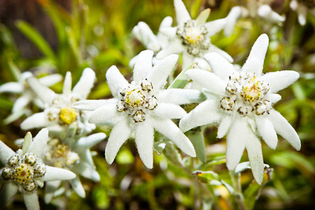 Bunga Abadi, 7 Fakta Menarik Bunga Edelweis yang Tidak Boleh Dipetik (4)