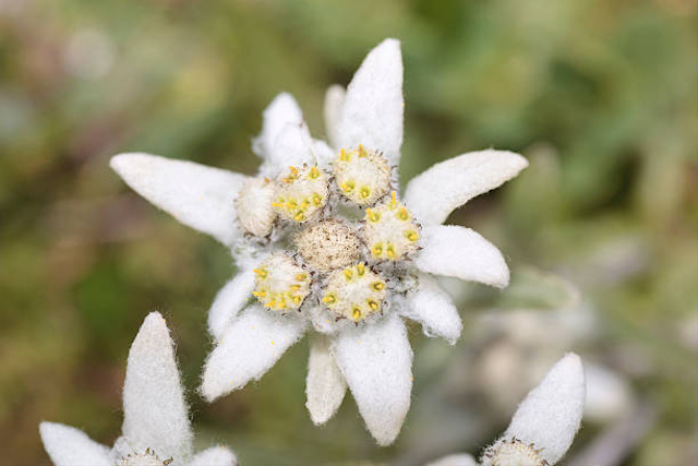 Bunga Abadi, 7 Fakta Menarik Bunga Edelweis yang Tidak Boleh Dipetik (2)