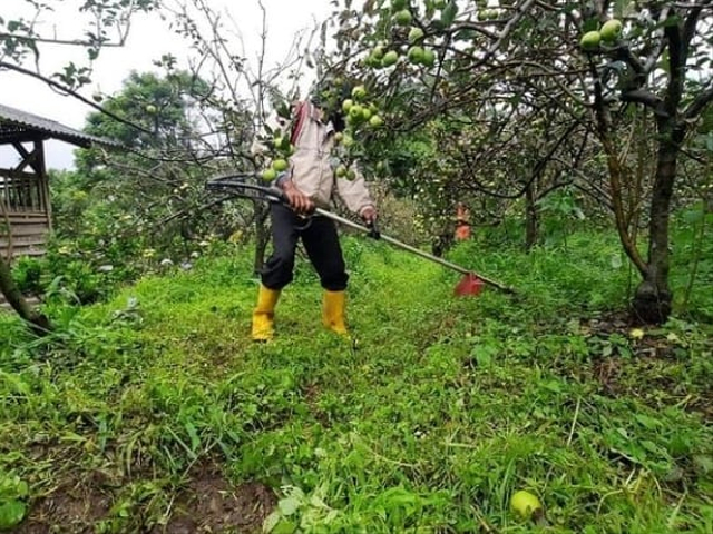 Seorang pekerja membersihkan rumput di sekitar pohon apel. foto: istimewa