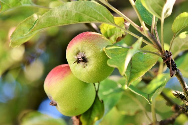 Apel merupakan tumbuhan berbiji tertutup atau Angiospermae, yaitu: bakal bijinya terletak di dalam bakal buah. Foto: Pixabay