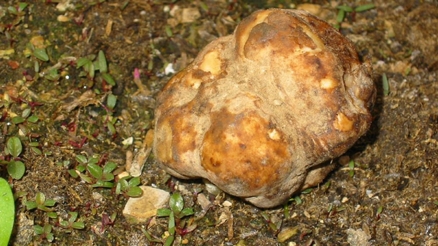 Truffle gurun yang bisa ditemukan di Timur Tengah | Wikimedia Commons/katpatuka