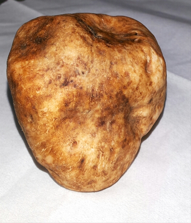 Jamur Truffle Gurun, Harta Karun Pengembara Timur Tengah (41091)