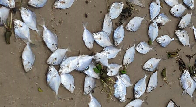 Ikan yang ditemukan terdampar di pantai Batu Berdaun, Dabo Singkep, Lingga. Foto: Istimewa