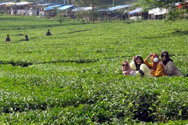 Warga menikmati keindahan alam wisata kebun teh, Puncak, Cisarua, Kabupaten Bogor, Jawa Barat, Jumat (14/5).
 Foto: Yulius Satria Wijaya/Antara Foto