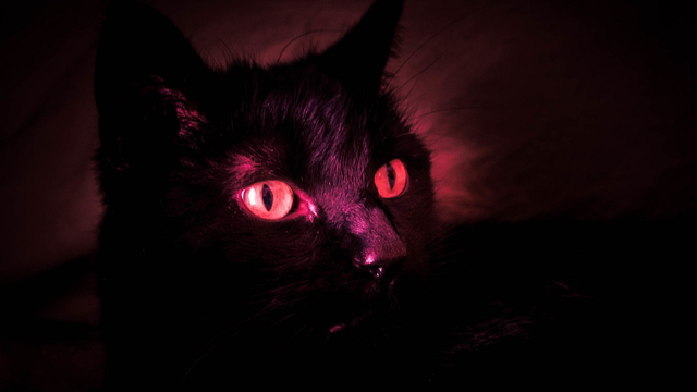 Ilustrasi Kucing hitam yang kerap dikaitkan dengan ilmu sihir | Flickr/CAJC: in the PNW (CC)