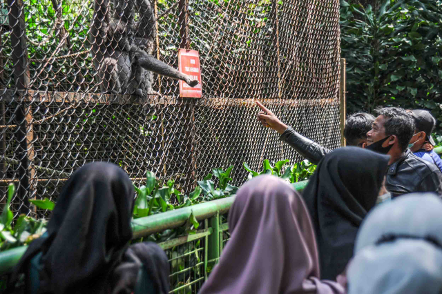 Wisatawan berkunjung ke kandang owa jawa di Bandung Zoological Garden (Bazoga), Bandung, Jawa Barat, Sabtu (15/5/2021). Foto: Raisan Al Farisi/ANTARA FOTO