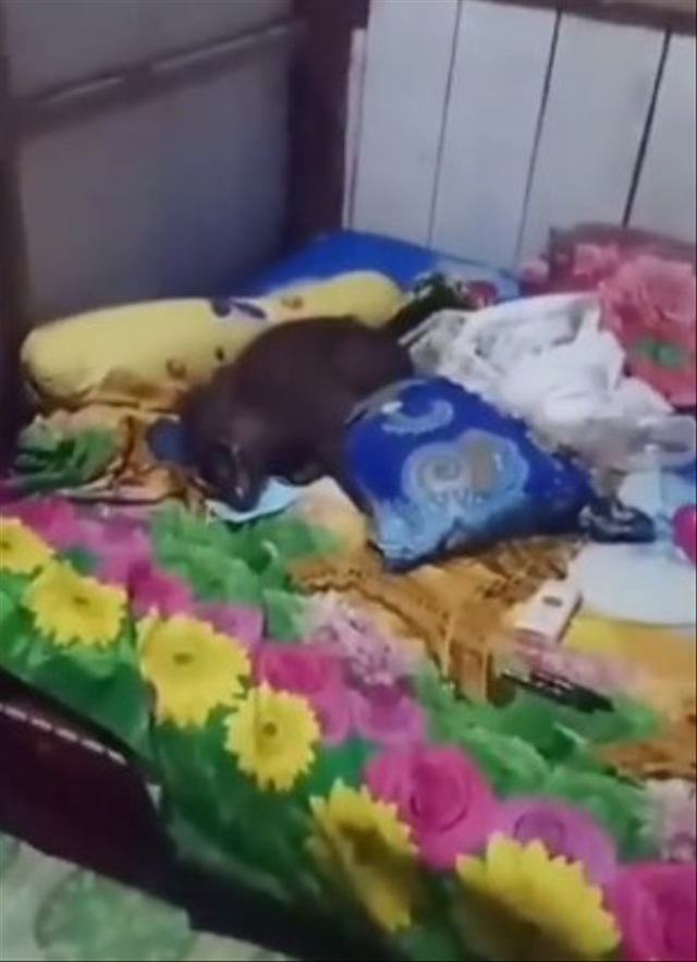 Viral babi liar berbaring di kamar salah satu rumah warga di Desa Watukila, Kecamatan Lasolo, Kabupaten Konawe Utara (Konut), Sulawesi Tenggara, dituduh sebagai babi ngepet. (Foto: Instagram/@makassar_iinfo) 