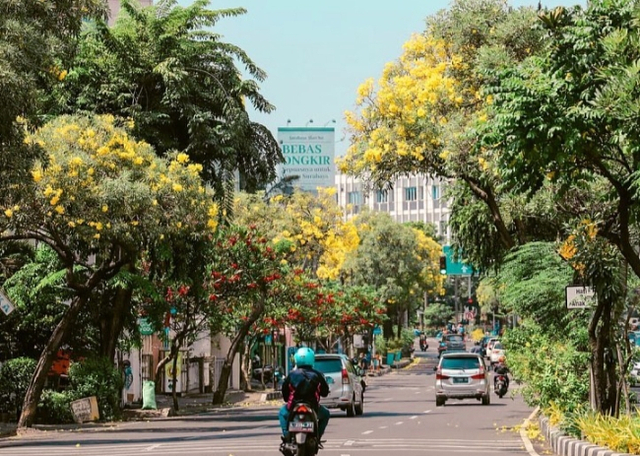 Bunga Tabebuya warna kuning yang mulai bermekaran di jalan-jalan protokol di Surabaya. Foto-foto: Humas Pemkot Surabaya