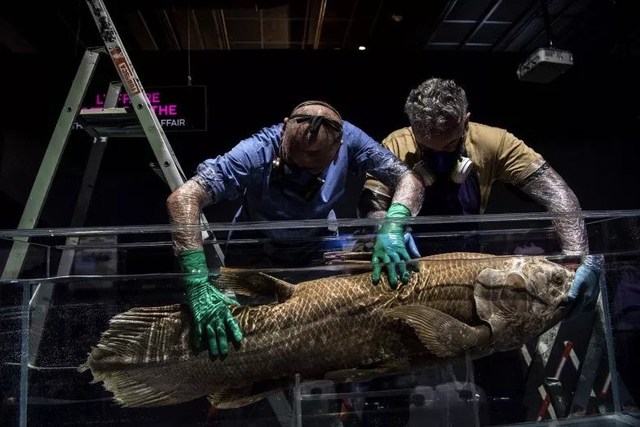 Ikan coelacanth, spesies ikan yang berumur 420 juta tahun, baru-baru ini ditemukan kembali di lepas pantai Afrika Selatan. Foto: Christophe Archambault/AFP/GETTY IMAGES