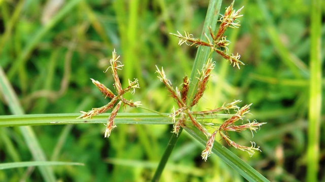 Rumput teki, gulma paling umum dijumpai di ladang dan sawah. Foto: 
