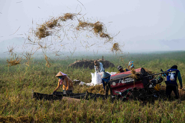 Petani merontokan gabah dengan mesin saat panen di Desa Kertawaluya, Kabupaten Karawang, Jawa Barat, Selasa (18/5/2021). Foto: ANTARA FOTO/Sigid Kurniawan