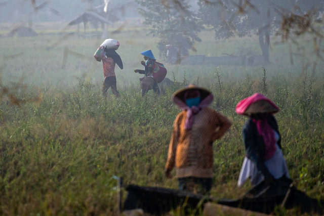 Petani beraktivitas saat panen padi di Desa Kertawaluya, Kabupaten Karawang, Jawa Barat, Selasa (18/5/2021). Foto: ANTARA FOTO/Sigid Kurniawan