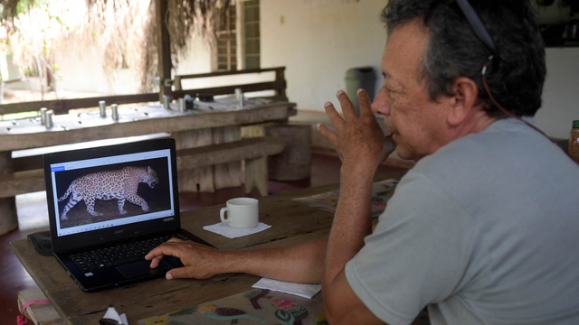 Foto: Peternak di Kolombia Lindungi Jaguar dari Konflik dengan Manusia (70772)