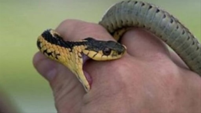 Ilustrasi ular menggigit manusia. Foto: Istimewa