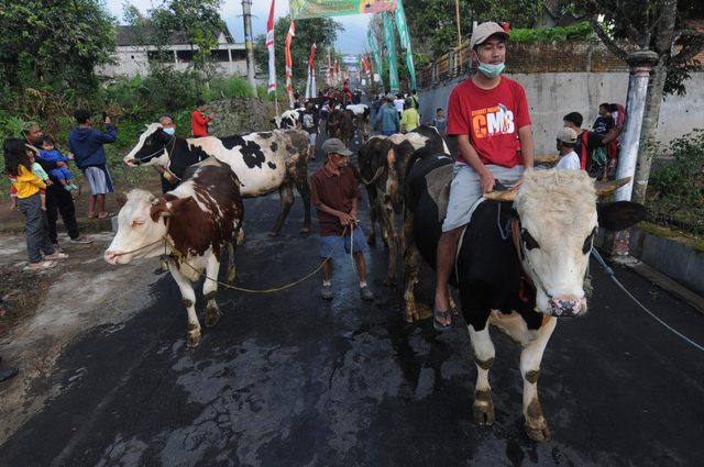 Lebaran Sapi, Tradisi Unik Arak-arakan Hewan Ternak Warga Lereng Gunung Merapi (1102677)