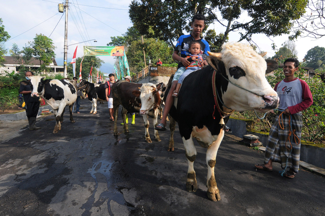 Lebaran Sapi, Tradisi Unik Arak-arakan Hewan Ternak Warga Lereng Gunung Merapi (1102674)