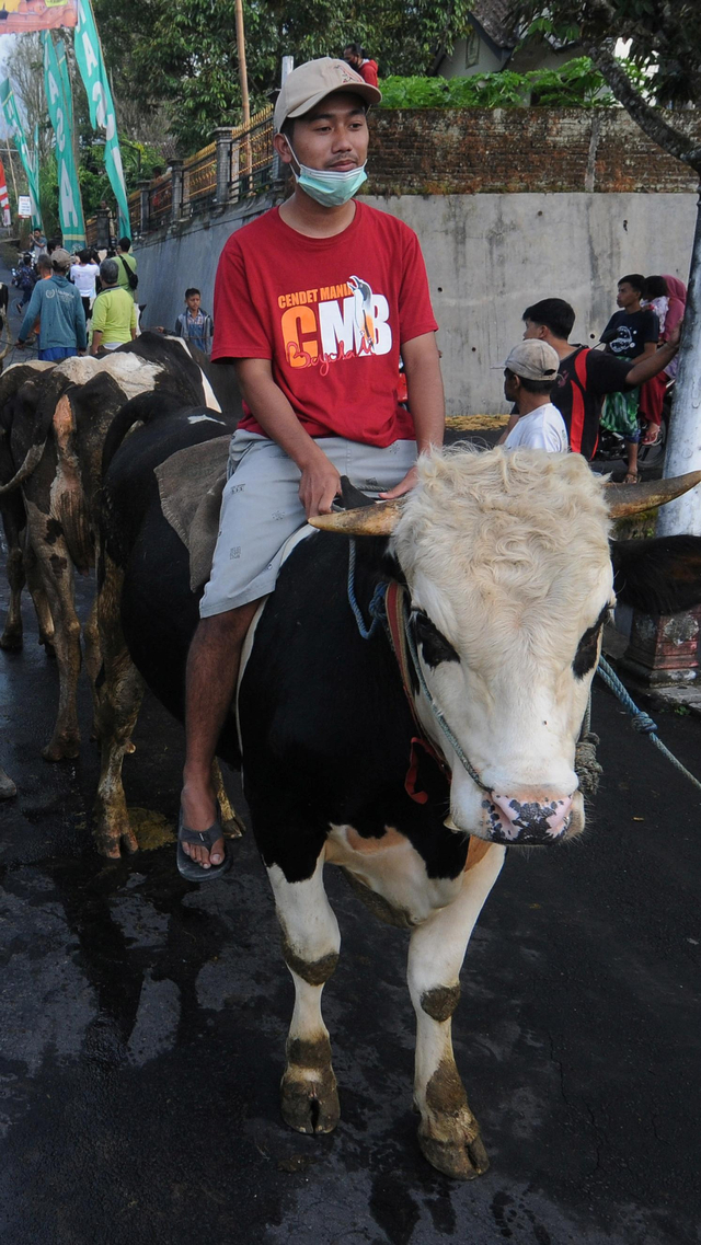 Sejumlah warga membawa sapi miliknya saat tradisi Lebaran Sapi di kaki Gunung Merapi, Mlambong, Sruni, Musuk, Boyolali, Jawa Tengah, Kamis (20/5/2021). Foto: Aloysius Jarot Nugroho/ANTARA FOTO