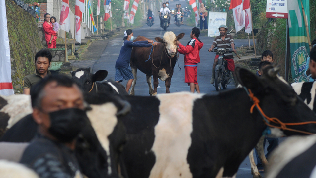 Lebaran Sapi, Tradisi Unik Arak-arakan Hewan Ternak Warga Lereng Gunung Merapi (1102675)