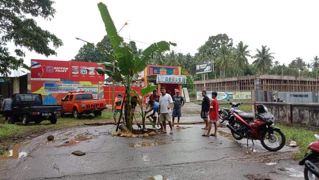 Pemuda Hatebicara, Kecamatan Jailolo, Halmahera Barat, menanam pohon pisang di tengah jalan. Foto: Istimewa