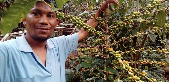 Foto: Kopi colol di Desa Colol, Kecamatan Pocoranaka, Kabupaten Manggarai Timur.