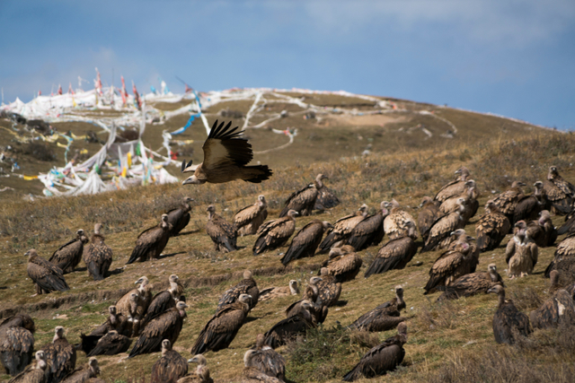 Ritual pemakaman langit ala penduduk Tibet. Foto: Shutterstock
