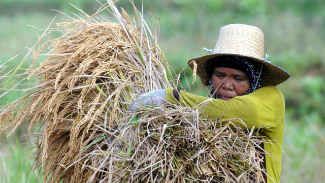 Pekerja memanen padi di Desa Teja Timur, Pamekasan, Jawa Timur, Selasa (25/5). Foto: Saiful Bahri/ANTARA FOTO