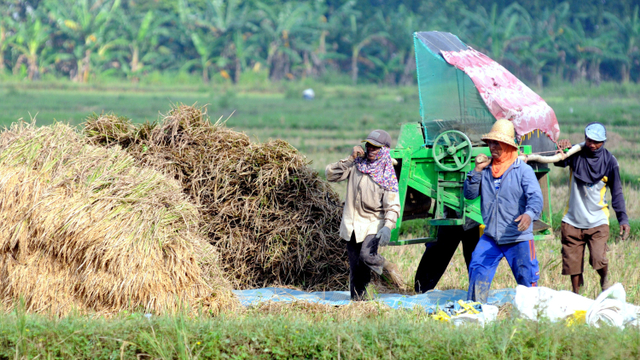 Pekerja mengusung alat pemisah gabah di Desa Teja Timur, Pamekasan, Jawa Timur, Selasa (25/5).  Foto: Saiful Bahri/ANTARA FOTO