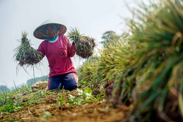 Petani menunjukkan bawang merah hasil panennya di lahan demplot Warungasem, Kabupaten Batang, Jawa Tengah, Jumat (21/5/2021) Foto: Harviyan Perdana Putra/ANTARA FOTO