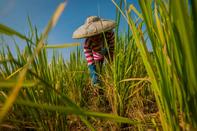 Petani merawat padi di Desa Sudamanik, Lebak, Banten, Selasa (25/5/2021). Foto: Muhammad Bagus Khoirunas/ANTARA FOTO