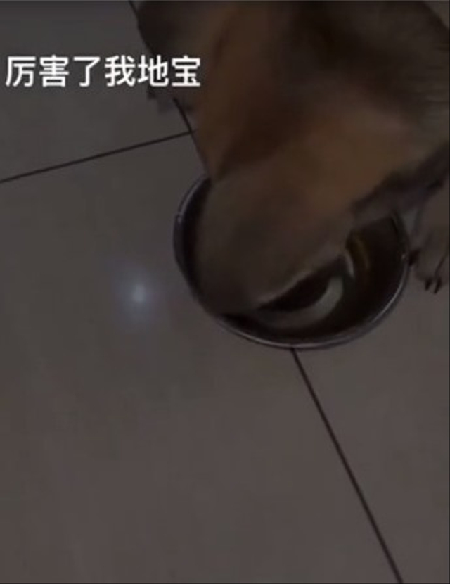 Viral seorang pria di Malaysia tega beri minuman Wiski ke anjing peliharaannya. (Foto: Istimewa)