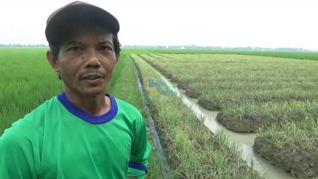 Salah satu petani bawang merah asal Desa Bogangin, Kecamatan Sumberejo, Kabupaten Bojonegoro. (foto: dan/beritabojonegoro)