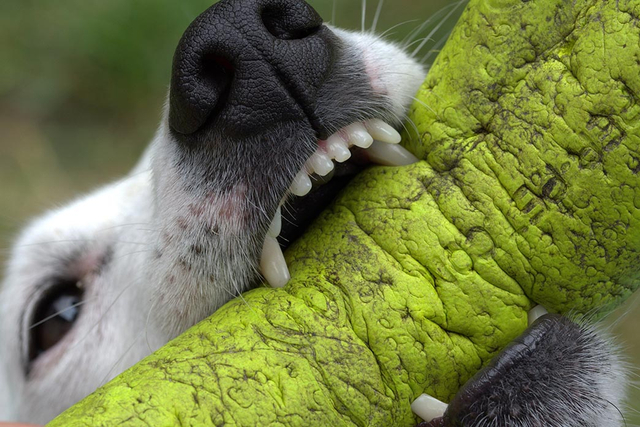 Ilustrasi anjing mengigit. Foto: Pixabay
