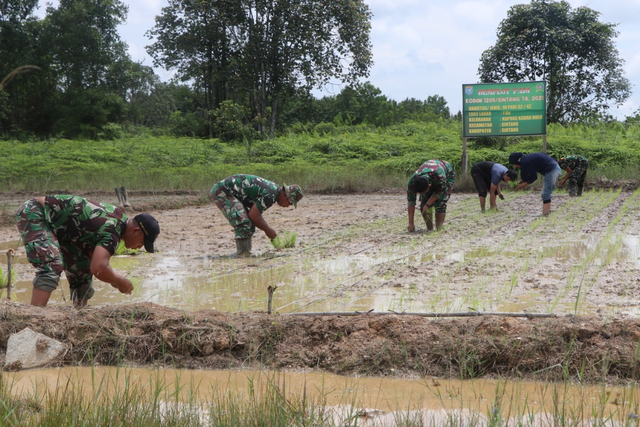 Anggota Kodim bersama PPL menanam padi di eks lapangan terbang Susilo Sintang. Foto: Dok. Kodim Sintang