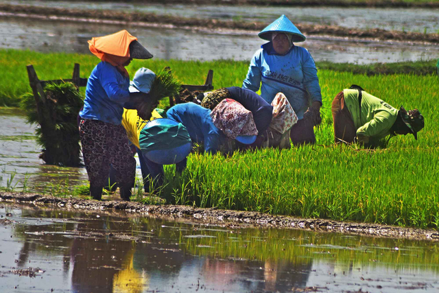 Harga Pangan Meroket Daya Beli Petani Naik Tipis Persen Di Akhir Kumparan Com