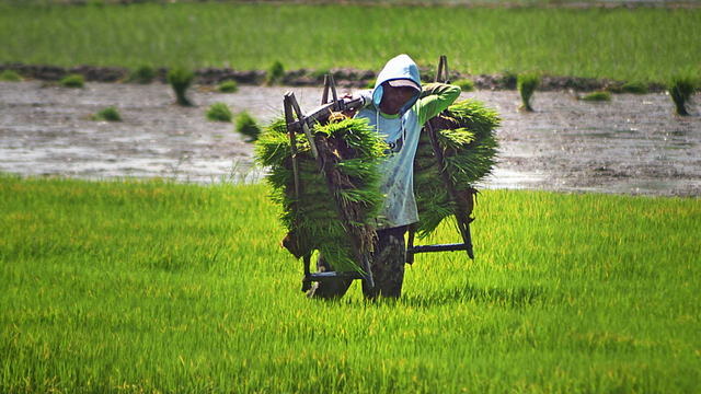 Petani mengangkut benih padi di Kawasan Tasikardi, Kramatwatu, Serang, Banten, Jumat (28/6/2021). Foto: Asep Fathulrahman/ANTARA FOTO