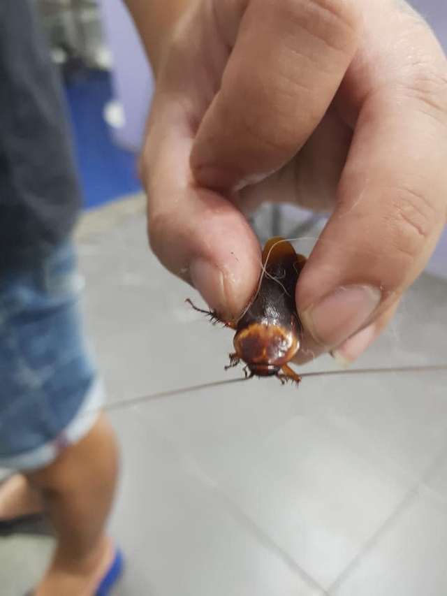 Viral seorang lelaki di Thailand bawa seekor kecoak ke dokter hewan karena terinjak oleh pejalan kaki. (Foto: Facebook/MorningNewsTV3) 