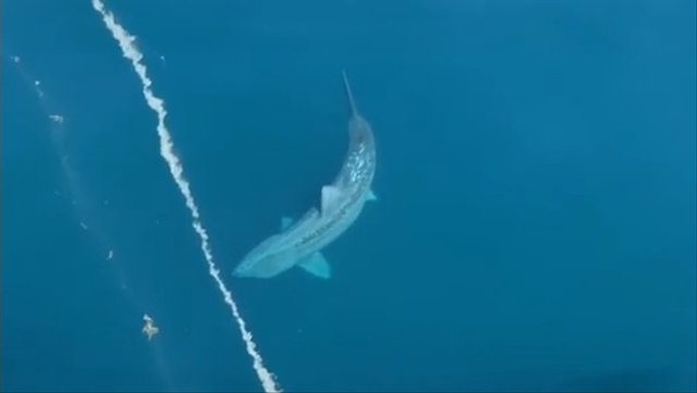 Penampakan hiu raksasa mirip megalodon muncul dekat kapal penuh penumpang. Foto: Alex Albrecht via TikTok