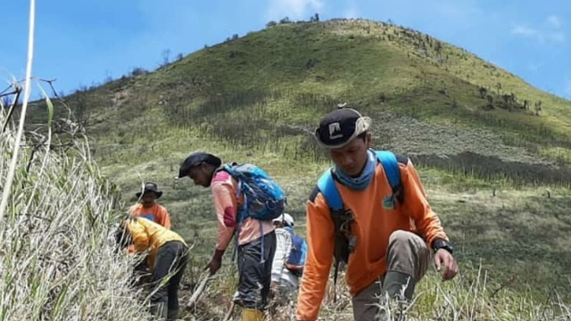 Petugas sedang merapikan rumput dan tanaman bawah yang mendominasi di kanan dan kiri jalur pendakian. Foto: Dokumentasi TNGMb